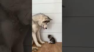 Dog playing with cute cat || World of animals 007 #shorts