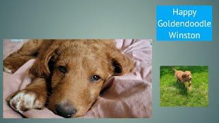 Adorable Goldendoodle Puppy: Winston Playing In The Backyard | Farmer Dad In The City