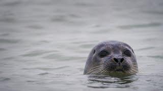 Onze Natuur: Ontdek de Noordzee