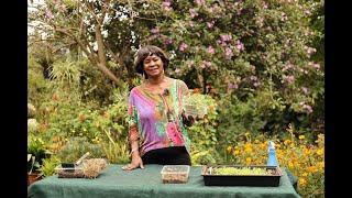 Sweet Alyssum - Don't Buy Seeds! Quick Guide to Gathering Alyssum Seeds and Propagation.