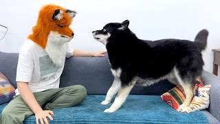 I Become a Fox When My Huskies CAN'T See! Funny Dogs and Cats Reaction