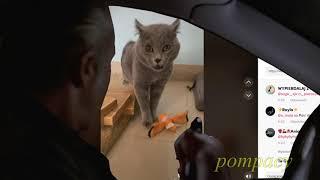 Paulie Walnuts watches TikTok but cat treatment is proper