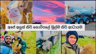 1st Milk Pick up || අපේ අලුත් කිරි ගොවිපලේ මුල්ම කිරි ආදායම