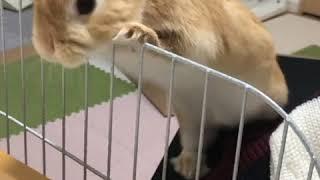 Finally Kita on Maru-kun's bed | Cute Rabbits Cute Bunny Funny Video Compilation Aww Animals #Shorts