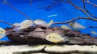 Pier Aquatics Cichlids February 2019