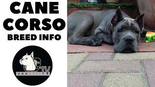 The Cane Corso dog breed!  DogCast TV