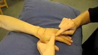 Metacarpophalangeal Joint, Dorsal aspect, Hand, Palpation