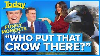 ‘Collingwood' magpie bombs live TV shot | Today Show Australia