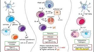 Helper T Cells