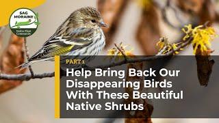  Help Bring Back Our Disappearing Birds With These Beautiful Native Shrubs (Part 1) 