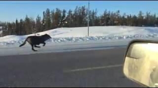 Wolves running on the highway