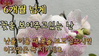 호접란 잘 키우는 방법 | 꽃을 오래볼 수 있는 방법 | 산호수 꽃