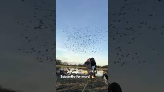 HUGE flock of WA State wigeon! Subscribe for more! #shorts #waterfowl #divebomb #hunting #outdoors