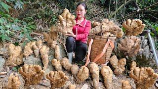 Huong's lucky day - Harvesting many strange potatoes to sell at the market | Pet Care.