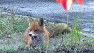 radioactive chernobyl wild zone: rabies in fox (бешеная лиса)