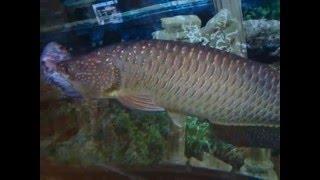 Pearl Arowana killing a young flowerhorn