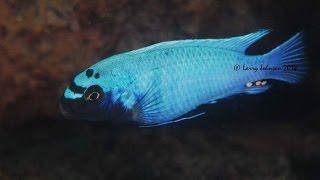 Lions Cove Lake Malawi - African Cichlids - HD Underwater Footage