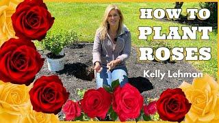 How to Plant Roses - Kelly Lehman