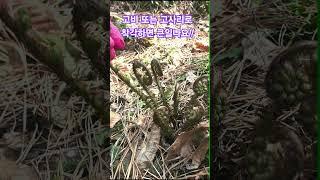 이것을 고사리 또는 고비로 착각하면 큰일나요!