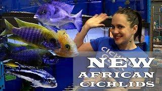 NEW LAKE MALAWI CICHLIDS - MBUNAS, AULONOCARA, HAPS & PREDATORS