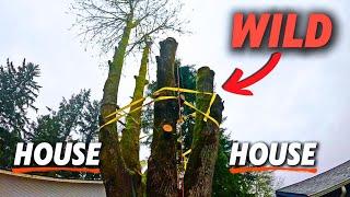 Homeowner Tree Removal Using Ratchet Straps Made a Good Decision to STOP!