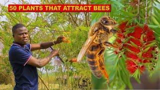 50 Plants That Will Attract Bees To Your Hives  | Bee Forage Plants