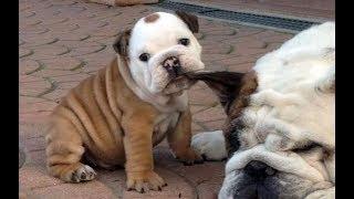 Lovely puppies to you for joy. Enjoying.
