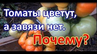 Почему томаты цветут, а завязи нет? Выращивание томатов. Когда подкармливать томаты.