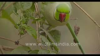 Rose-ringed Parakeet forages on black Lantana camara berries