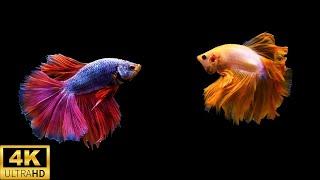 12 Hours Stunning 4K Betta Fish with Relax Music  Relaxing Fish in Black Aquarium