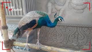 Peacock on Ramp | Close view | Hati Kheda, Jamshedpur