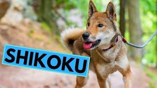 Shikoku Dog Breed - Facts and Information