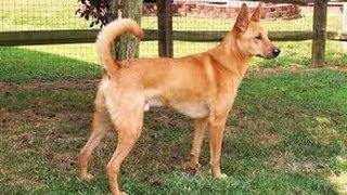 Carolina Dog Training ►►FREE 5 Day Obedience Training Course