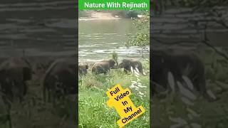 Wild Elephants at Mahiyanganaya|elephant|naturewithRejinath|shorts|nature|animals|wildanimals