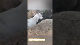 Goat farming training - Gauteng