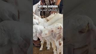 AJMER BAKRA MANDI LIVE UPDATE COVER WITH PRICE
