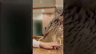 very funny Owl pet./Pet Lover Shorts BD. #Shorts