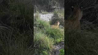 Tiger Chasing Barking Deer