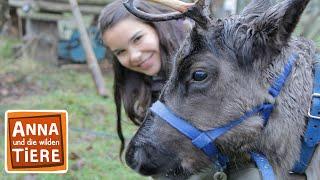 Hat das Rentier eine rote Nase? | Reportage für Kinder | Anna und die wilden Tie