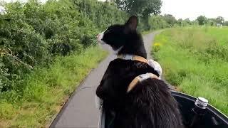 Mit Mr.Whiskers, die Probsteier Korntage 2024 besuchen - E-Bike Radtour Part #4/10