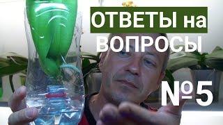 ОРХИДЕЯ в ДОМАШНИХ УСЛОВИЯХ, утепление, мох, янтарная кислота