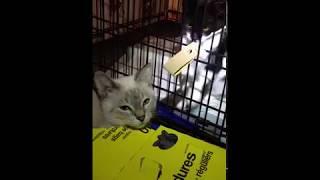 Two Rescued Kittens Playing - 09/01/18