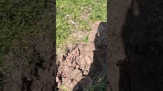   #metaldetecting #hobby #treasurehunt #passion #coin