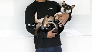 【豆柴暮らしQ&A】気になるあの質問にお答えします。