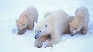 Grandes documentales - El mundo polar