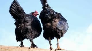 Best Breeds of Chickens for Avoiding Predators