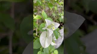 Desert Flower & Bird Song (أصوات العصافير)