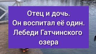 Лебедь-отец сел на кладку. А затем два года воспитывал единственную дочь в одиночку