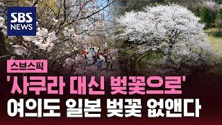 '사쿠라 대신 벚꽃으로'…여의도 일본 벚꽃 없앤다 / SBS / 스브스픽