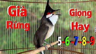 Luyện Giọng VÍP Cho Chào Mào Má Trắng,Chào Mào Non Dễ Học - Giọng Hay .song kon hót